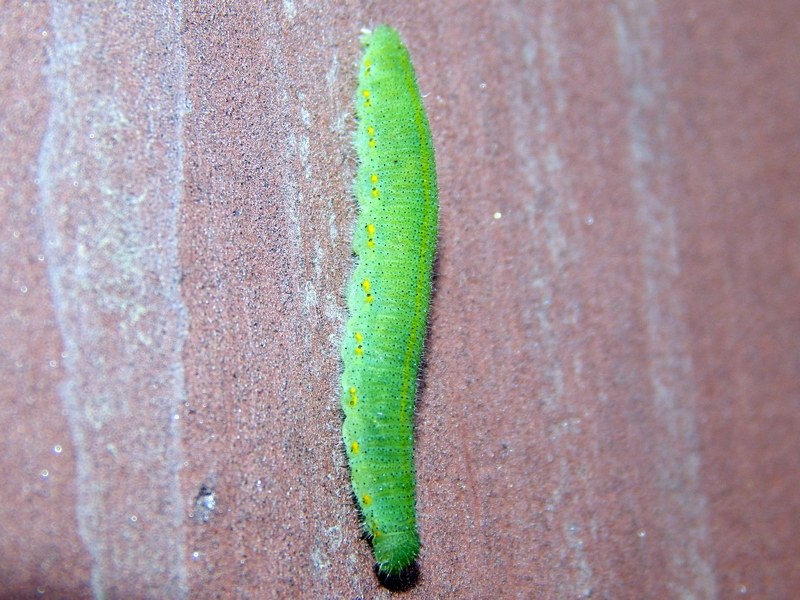 Bruco verde da determinare
